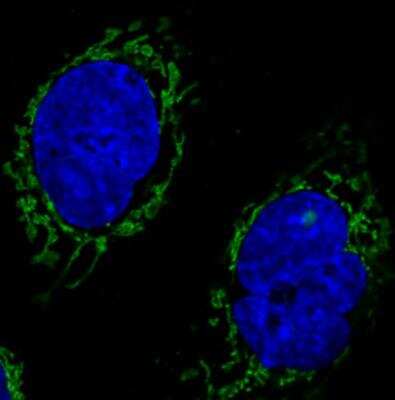 Immunocytochemistry/ Immunofluorescence: CS Citrate Synthase Antibody (CL2579) [NBP2-36775]