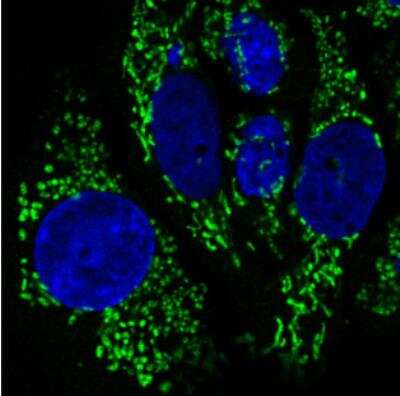 Immunocytochemistry/ Immunofluorescence: CS Citrate Synthase Antibody (CL2579) [NBP2-36775]