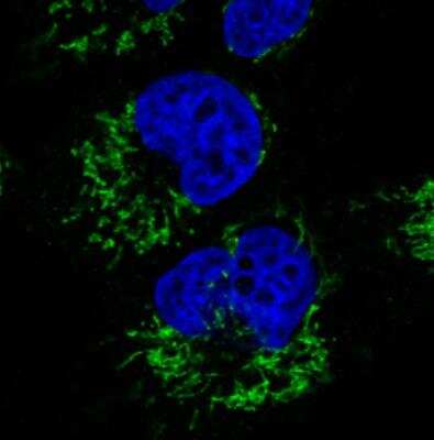 Immunocytochemistry/ Immunofluorescence: CS Citrate Synthase Antibody (CL2579) [NBP2-36775]