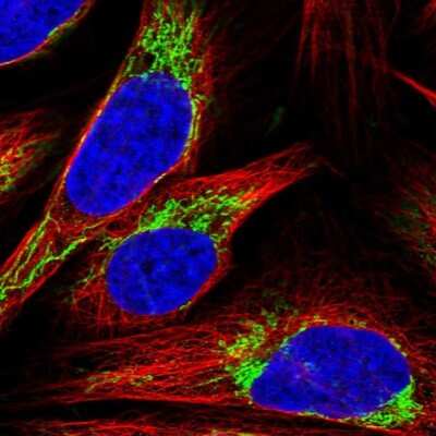 Immunocytochemistry/ Immunofluorescence: CS Citrate Synthase Antibody [NBP2-13877]