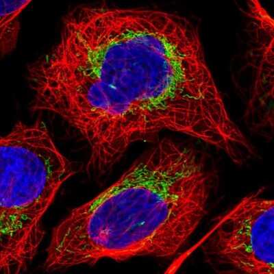 Immunocytochemistry/ Immunofluorescence: CS Citrate Synthase Antibody [NBP2-13878]