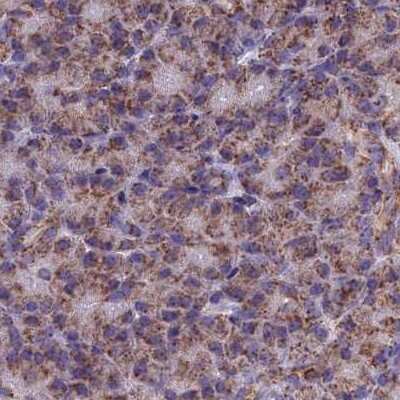 Immunohistochemistry-Paraffin: CS Citrate Synthase Antibody [NBP2-13878]