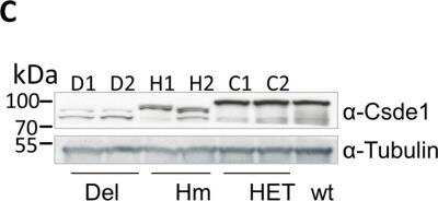 Knockdown Validated: CSDE1 Antibody [NBP1-71915]