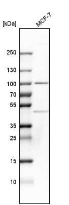 Western Blot: CSDE1 Antibody [NBP1-85341]