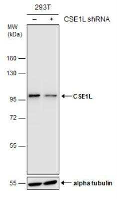 Western Blot: CSE1L/CAS/Exportin-2 Antibody (5111) [NBP2-43609]