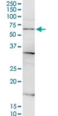 Western Blot: CSGALNACT2 Antibody [H00055454-D01P]