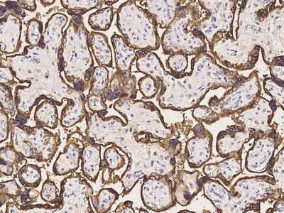 Immunohistochemistry-Paraffin: CSHL1 Antibody [NBP2-98959]