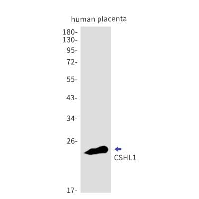 Western Blot: CSHL1 Antibody (S06-9I3) [NBP3-19610]