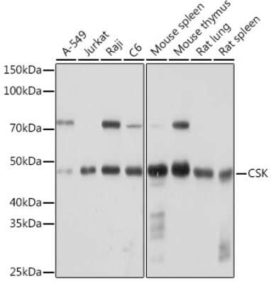 Western Blot: CSK Antibody (1A2F5) [NBP3-15297]