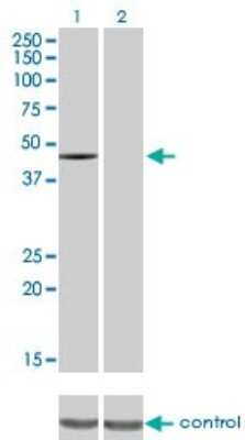 Western Blot: CSK Antibody (3A3) [H00001445-M01]