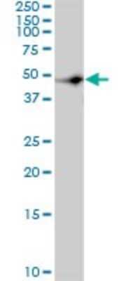 Western Blot: CSK Antibody (3A3) [H00001445-M01]