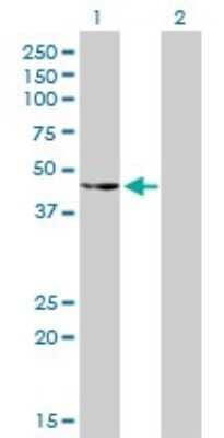 Western Blot: CSK Antibody (3A3) [H00001445-M01]