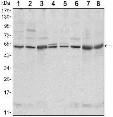 Western Blot: CSK Antibody (5F3)BSA Free [NBP2-37651]