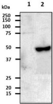 Western Blot: CSK Antibody (7C6)BSA Free [NBP2-59500]