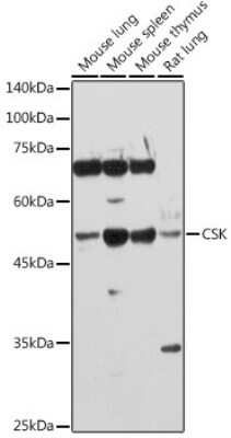 Western Blot: CSK AntibodyBSA Free [NBP2-92944]