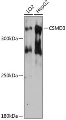 Western Blot: CSMD3 AntibodyAzide and BSA Free [NBP2-92064]