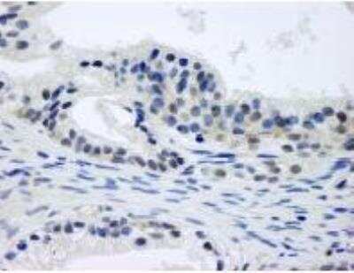 Immunohistochemistry-Paraffin: CSN1 Antibody [NB100-362]