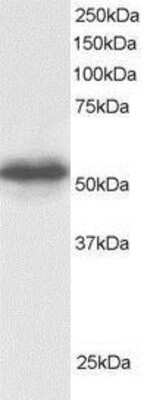 Western Blot: CSN1 Antibody [NB100-1237]