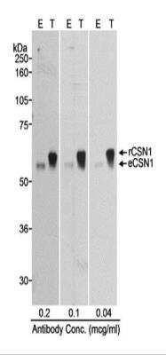 Western Blot: CSN1 Antibody [NB100-362]
