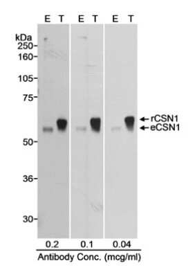 Western Blot: CSN1 Antibody [NB100-362]