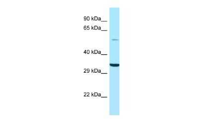 Western Blot: CSN1 Antibody [NBP2-88633]