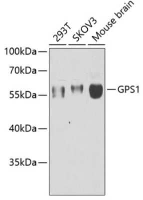 Western Blot: CSN1 AntibodyBSA Free [NBP2-92907]