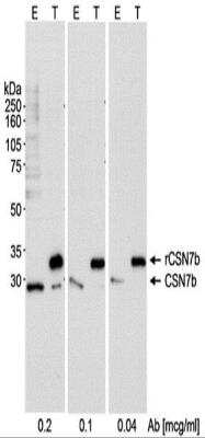Western Blot: CSN7b Antibody [NB100-461]