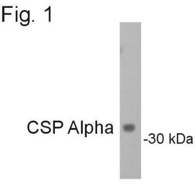 Western Blot: CSP Antibody [NB100-74397]