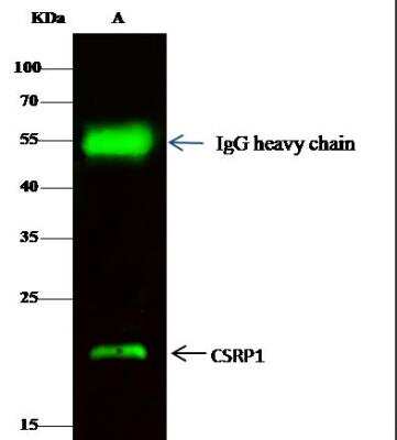 Immunoprecipitation: CSRP1 Antibody [NBP2-99738]