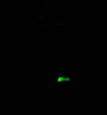 Western Blot: CSRP1 Antibody [NBP2-98292]