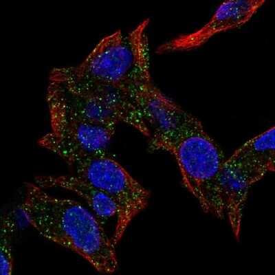 Immunocytochemistry/ Immunofluorescence: CSRP2BP Antibody [NBP2-57876]