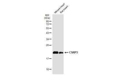 Western Blot: CSRP3 Antibody [NBP1-32974]