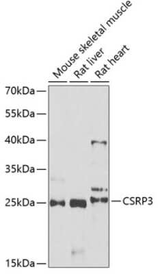 Western Blot: CSRP3 AntibodyBSA Free [NBP2-92797]