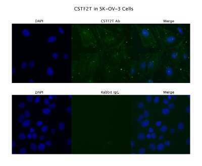 Immunocytochemistry/ Immunofluorescence: CSTF2T Antibody [NBP2-87221]