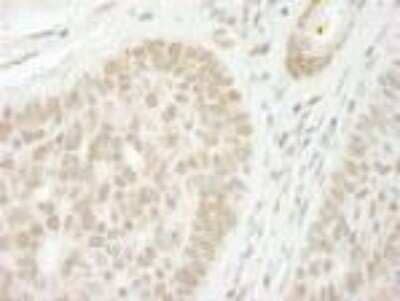 Immunohistochemistry-Paraffin: CSTF2T Antibody [NB100-74614]