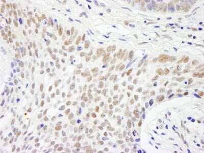 Immunohistochemistry-Paraffin: CSTF2T Antibody [NB100-74614]