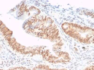 Immunohistochemistry-Paraffin: CSTF2T Antibody (PCRP-CSTF2T-1A3) - Azide and BSA Free [NBP3-08807]