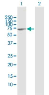 Western Blot: CSTF2T Antibody [H00023283-B01P]