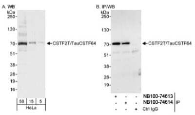 Western Blot: CSTF2T Antibody [NB100-74614]
