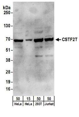 Western Blot: CSTF2T Antibody [NB100-74614]