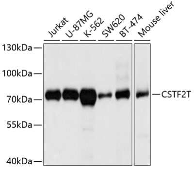 Western Blot: CSTF2T AntibodyBSA Free [NBP2-92782]