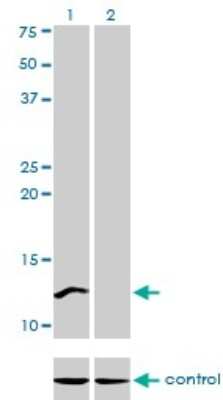 Western Blot: CSTF3 Antibody (1D4) [H00001479-M01]