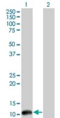 Western Blot: CSTF3 Antibody (1D4) [H00001479-M01]