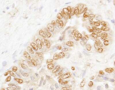 Immunohistochemistry: CSTF3 Antibody [NB100-57532]