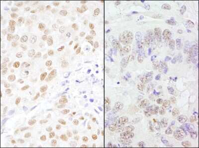 Immunohistochemistry: CSTF3 Antibody [NB100-57534]