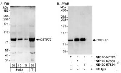 Western Blot: CSTF3 Antibody [NB100-57532]