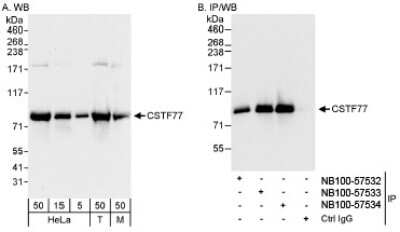 Western Blot: CSTF3 Antibody [NB100-57534]