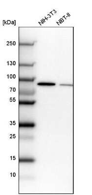 Western Blot: CSTF3 Antibody [NBP1-85427]