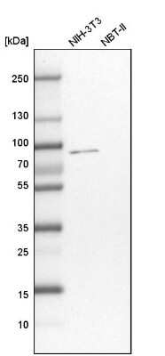 Western Blot: CSTF3 Antibody [NBP1-85428]