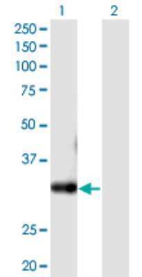 Western Blot: CSTP1 Antibody [H00055313-B01P]